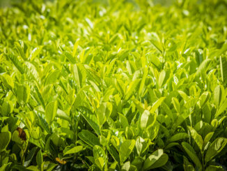 Cherry Laurel (Prunus laurocerasus) plant in green color in the summer sun