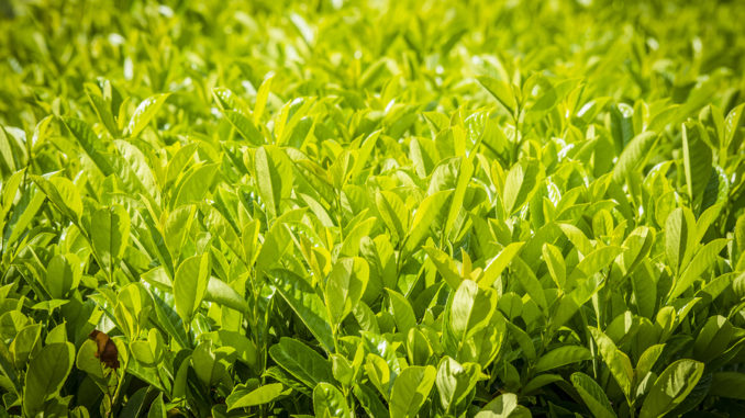 Cherry Laurel (Prunus laurocerasus) plant in green color in the summer sun