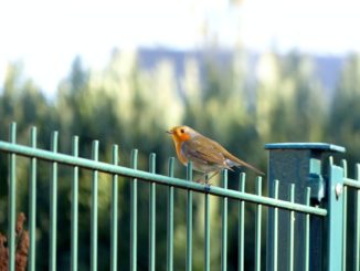 Vogel sitzt auf Gartenzaun